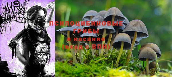 дурь Бородино